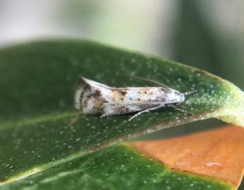 Elachista collitella - schijn-geelbandgrasmineermot