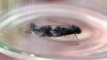 Elachista pomerana - hoekbandgrasmineermot