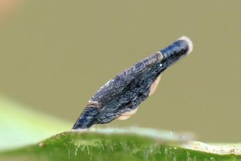 Coleophora conspicuella - Knoopkruidkokermot