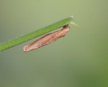 Coleophora lithargyrinella - Bruine muurkokermot