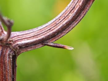 Coleophora hydrolapathella op Rumex hydrolapathum (waterzuring) - Koersel ~ De Vallei van de Zwarte Beek (Limburg) 25-05-2025 ©Steve Wullaert Coleophora hydrolapathella - Moeraskokermot