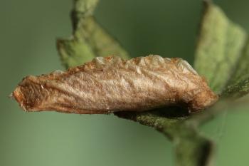 Coleophora coracipennella - Donkergrijze kokermot