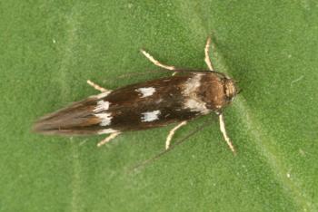 Elachista quadripunctella - Viervlekmineermot
