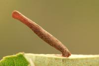 Coleophora alnifoliae - Elzenkokermot