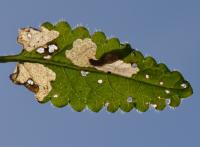 Coleophora auricella -