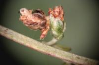 Coleophora granulatella - Averuitkokermot