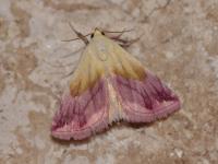 Eublemma purpurina - Trooz ~ La Rochette (Luik) 09-06-2019 ©Steve Wullaert
