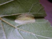 Phyllonorycter cavella - Grote berkenvouwmot