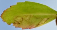 Yponomeuta sedella - Hemelsleutelstippelmot