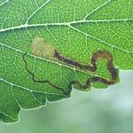 Stigmella lemniscella - Iepenbladrandmineermot