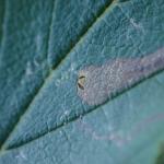 Stigmella lemniscella - Iepenbladrandmineermot