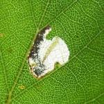 Eriocrania salopiella - Geelkoppurpermot