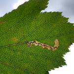Stigmella torminalis - verborgen elsbesmineermot