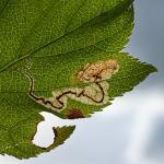 Stigmella torminalis - verborgen elsbesmineermot