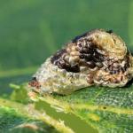 Coleophora kuehnella - Blaasjespistoolkokermot