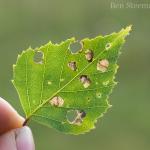 Incurvaria pectinea - Berkenbladsnijdermot