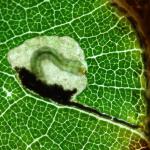 Ectoedemia albifasciella - Gewone eikenblaasmijnmot 