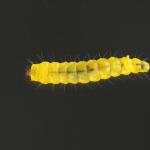 Phyllonorycter lantanella - Sneeuwbalvouwmot