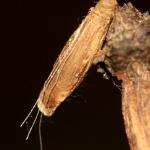 Coleophora asteris - Asterkokermot
