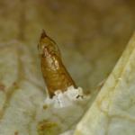 Cameraria gaultheriella - Salalmineermot