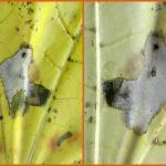 Phyllonorycter joannisi - Noorse-esdoornvouwmot
