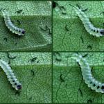 Eriocrania semipurpurella - Variabele purpermot