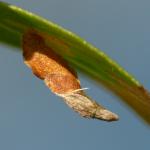 Coleophora lusciniaepennella - Slanke wilgenkokermot