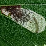 Eriocrania sparrmannella - Late purpermot