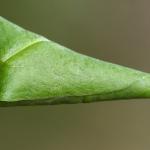 Caloptilia cuculipennella - Grauwe steltmot