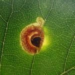 Stigmella lemniscella - Iepenbladrandmineermot