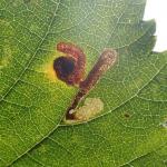 Stigmella lemniscella - Iepenbladrandmineermot