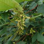 Acer pseudoplatanus (gewone esdoorn)