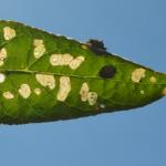 Apterona helicoidella op Buddleia - Andenne ~ Réserve naturelle de Sclaigneaux (Luik) 13-06-2021 ©Steve Wullaert