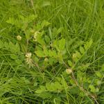 Astragalus glycyphyllos (Hokjespeul)