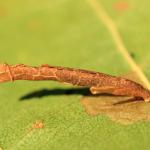 Coleophora alnifoliae - Elzenkokermot