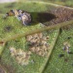 Coleophora betulella - Witte berkenkokermot