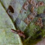 Coleophora idaeella - Vossenbeskokermot