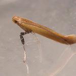 Caloptilia rufipennella - Donkere esdoornsteltmot