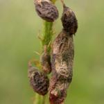 Coleophora trifolii - Lichte metaalkokermot