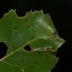 Caloptilia betulicola - Bruine berkensteltmot