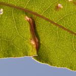 Calybites phasianipennella op Persicaria bistorta (adderwortel) - Vance ~ Marais de Vance (Lux.) - 29-08-2020 ©Steve Wullaert