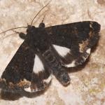 Catephia alchymista - Zutendaal ~ Lieteberg (week van het insect) Limburg 02-06-2019 ©Steve Wullaert