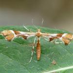 Cnaemidophorus rhododactyla - Doische ~ Le Baquet (Namen) 18-06-2022 ©Dries De Vreeze