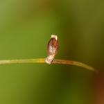 Coleophora adjunctella - Egale ruskokermot