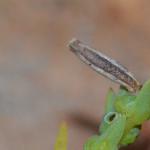 Coleophora deviella - Schorrenkruidkokermot
