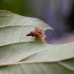 Coleophora ahenella - Heksenmutskokermot