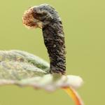 Coleophora anatipenella (volwassen koker) - Wavreille ~ Ry d'Hôwisse (Namen) 23-09-2017 ©Wim Declercq