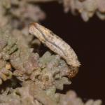 Coleophora atriplicis - Lichtbruine meldekokermot