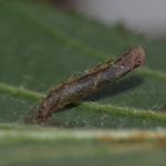 Coleophora badiipennella - Iepenkokermot