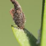 Coleophora calycotomella - Bezembremkokermot
